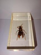 insect in epoxy hars 06, Verzamelen, Dierenverzamelingen, Ophalen of Verzenden, Zo goed als nieuw, Insect, Opgezet dier
