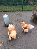 hanen, Dieren en Toebehoren, Pluimvee, Mannelijk, Kip