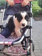 Zwart witte border collie reutjes, Animaux & Accessoires, Chiens | Bergers & Bouviers, Chien (mâle), Belgique, 8 à 15 semaines