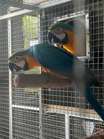 Blauwgele ara’s, Geringd