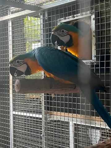 Blauwgele ara’s  beschikbaar voor biedingen