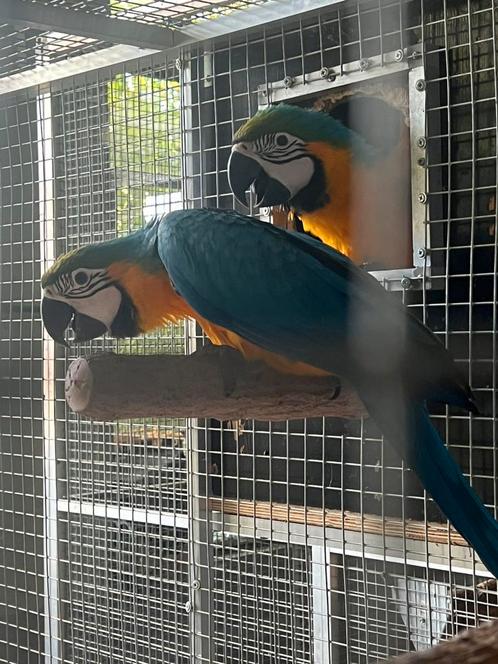 Blauwgele ara’s, Dieren en Toebehoren, Vogels | Parkieten en Papegaaien, Geringd