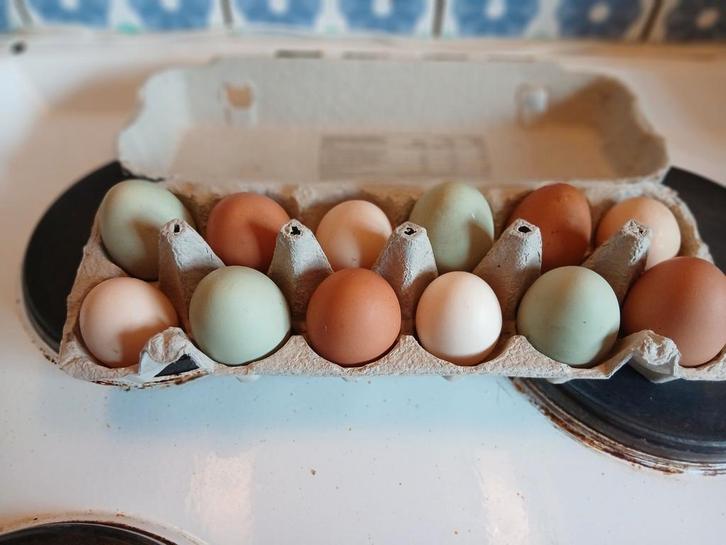 Verse eitjes, Animaux & Accessoires, Volatiles | Accessoires, Enlèvement