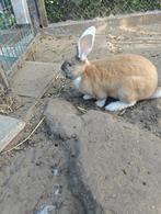 Vlaamse reuzen, Dieren en Toebehoren, Mannelijk