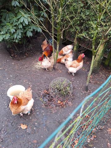 Broedeieren van marans tarwe, Dieren en Toebehoren