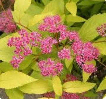kleine spierstruik, Spiraea jap ' Golden Princess' beschikbaar voor biedingen