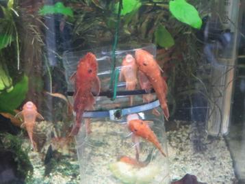 Ancistrus super red SHORTFIN 3 stuks=TRIO beschikbaar voor biedingen