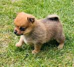 Pomeriaan pup, teef, Dieren en Toebehoren, België, Particulier, Overige rassen, 8 tot 15 weken