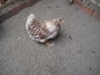 wyandotte hen, geelwit gezoomd, Femelle, Poule ou poulet