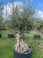 Oude olijfboom in pot/Mediterranean sfeer op terras NR:BA43, Tuin en Terras, Planten | Fruitbomen, Ophalen, Overige soorten, Volle zon