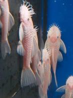 🐟 Snow white ancistrus mannen - sneeuwwitte ruitenkuiser, Dieren en Toebehoren, Vis, Zoetwatervis