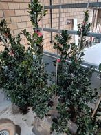 9 x Ilex meserv. 'Blue Prince', Tuin en Terras, Planten | Bomen, Ophalen