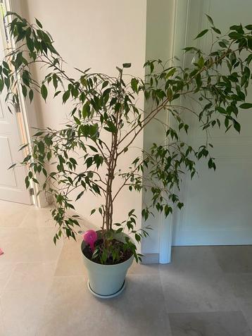 A donner ficus avec pot, Enlèvement, Ficus