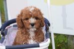 Cavapoo pups nieuw nestje, Dieren en Toebehoren, België, 8 tot 15 weken, CDV (hondenziekte), Meerdere