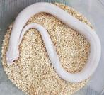 Haakneusslang - snow superconda, Dieren en Toebehoren, Reptielen en Amfibieën