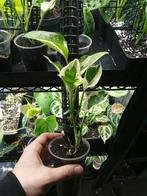 Epipremnum n'joy, Maison & Meubles, Plantes d'intérieur, Autres espèces, En pot, Moins de 100 cm, Enlèvement