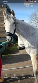 Verzorger gezocht voor lief paard te Puurs, Recreatiepaard, 11 jaar of ouder, Minder dan 160 cm, Ruin