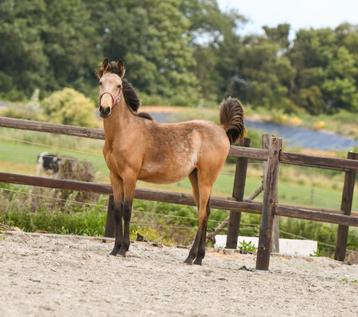 Dreamy – Eigen Fok Valk Merrie Jaarling beschikbaar voor biedingen