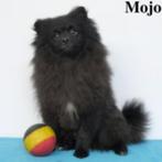 "Mojo" - zwarte Kleine keesje pup te koop (belgisch), CDV (hondenziekte), Keeshond, België, Reu