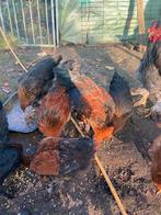 Marans hennen en hanen, Dieren en Toebehoren, Pluimvee