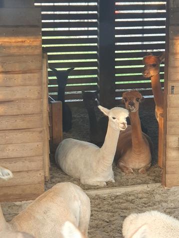 Kleine Alpaca kudde beschikbaar voor biedingen