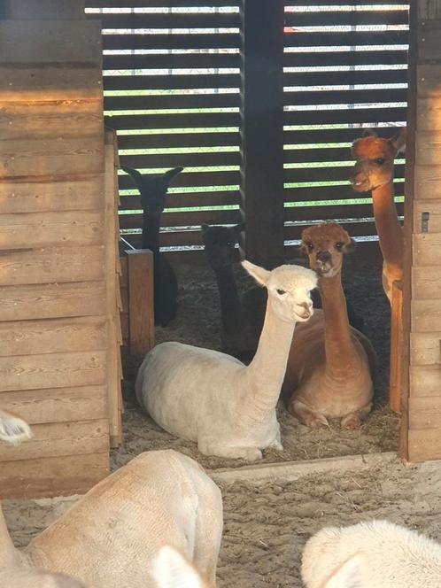 Kleine Alpaca kudde, Dieren en Toebehoren, Overige Dieren