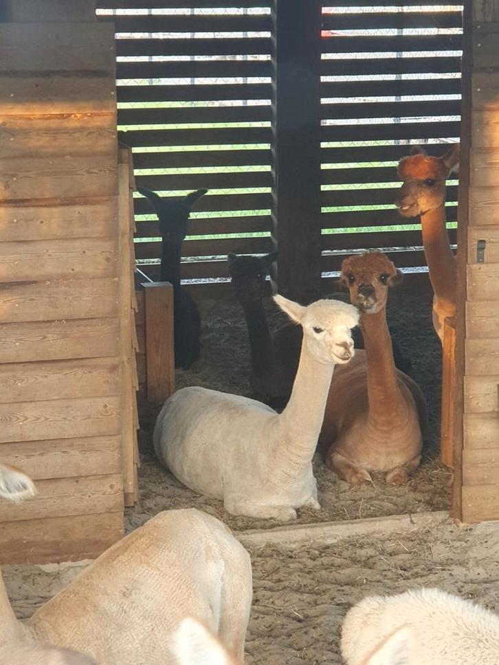 Kleine Alpaca kudde, Dieren en Toebehoren, Overige Dieren