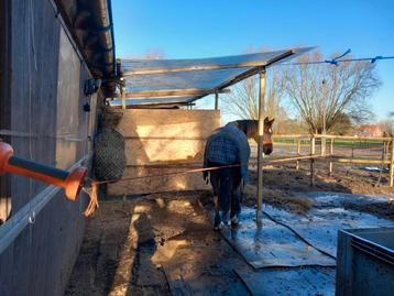 Stal te huur Reet beschikbaar voor biedingen