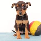Pinscher (reutjes) Belgische pups te koop, België, CDV (hondenziekte), 8 tot 15 weken, Meerdere