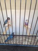Goulds, Dieren en Toebehoren, Tropenvogel