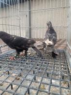 Super takla cikolata, Dieren en Toebehoren, Vogels | Duiven