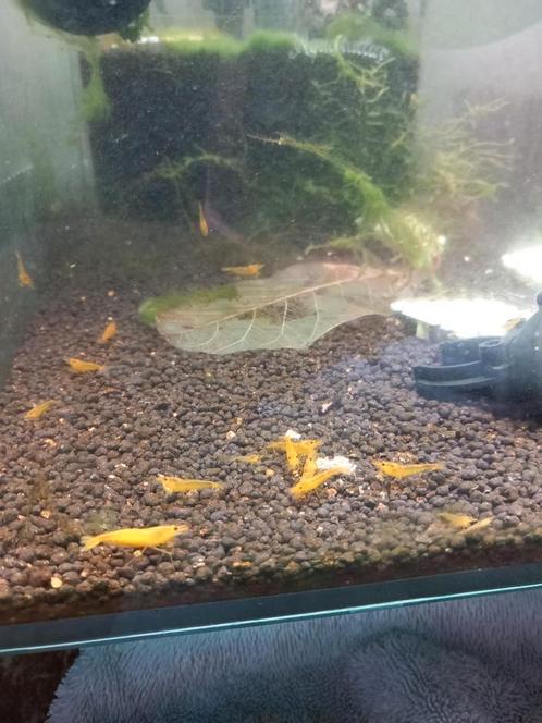 Yellow king kong caridina (High Grade), Dieren en Toebehoren, Vissen | Aquariumvissen, Zoetwatervis, Kreeft, Krab of Garnaal, Schoolvis