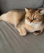 Britse korthaar golden shaded, Dieren en Toebehoren, Poes, Gechipt, 3 tot 5 jaar