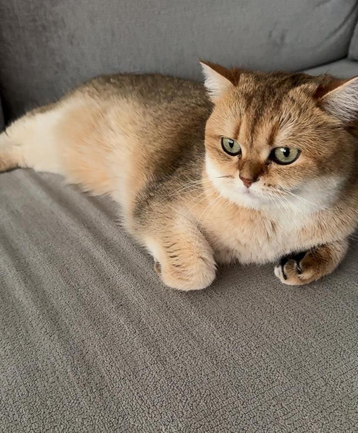 Britse korthaar golden shaded, Dieren en Toebehoren, Katten en Kittens | Raskatten | Korthaar, Poes, 3 tot 5 jaar, Gechipt, Ontwormd