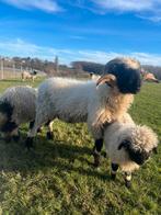 Walliser Schwarznase dekram vhgs ok 3 jaar te koop zwartneus, Dieren en Toebehoren, Mannelijk, Schaap, 3 tot 5 jaar