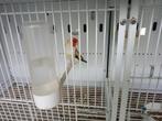 distelvink, Dieren en Toebehoren, Mannelijk, Wildzangvogel
