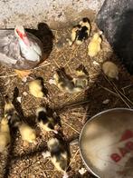 Barberie eend, Meerdere dieren, Eend