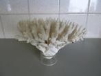Koraal 20cm op 16cm, Verzamelen, Ophalen, Overige typen