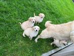 Lieve golden retriever pups, Animaux & Accessoires, Chiens | Retrievers, Épagneuls & Chiens d'eau, Parvovirose, Plusieurs, Belgique