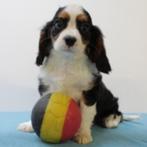 Cavalier King Charles - Lieve Belgish pups te koop, Dieren en Toebehoren, België, CDV (hondenziekte), 8 tot 15 weken, Meerdere