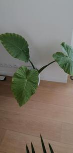 Plante d'intérieur avec pot, Maison & Meubles, Plantes d'intérieur, Autres espèces, Enlèvement, 100 à 150 cm, Plante verte