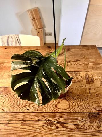Monstera variegata beschikbaar voor biedingen