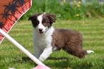 Border collie pups nieuw nestje, Dieren en Toebehoren, België, 8 tot 15 weken, Collie, Meerdere