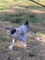 Hennen en hanen, Dieren en Toebehoren, Pluimvee