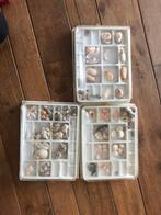 Verzameling schelpen assortiment, Verzamelen, Mineralen en Fossielen, Schelp(en), Ophalen