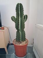 Leuke cactus 10 euro, Huis en Inrichting, Kamerplanten, Ophalen, Cactus