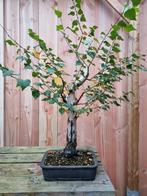 Berk startplant, Tuin en Terras, Planten | Bomen, Ophalen