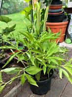 Groene draak, Tuin en Terras, Planten | Tuinplanten, Ophalen
