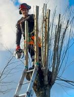 BOMEN snoeien, knotten, vellen, aanplanten, Services & Professionnels, Jardiniers & Paveurs, Garantie, Entretien de jardins ou Taille