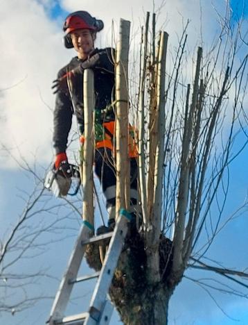 BOMEN snoeien, knotten, vellen, aanplanten